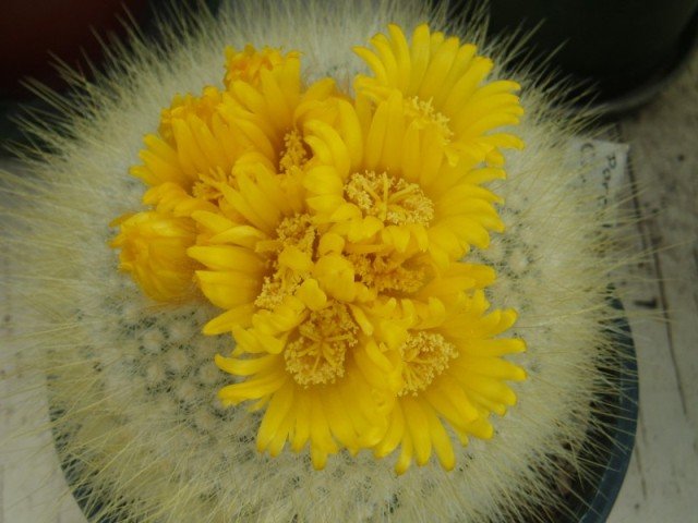 Parodia_chrysacanthion_1